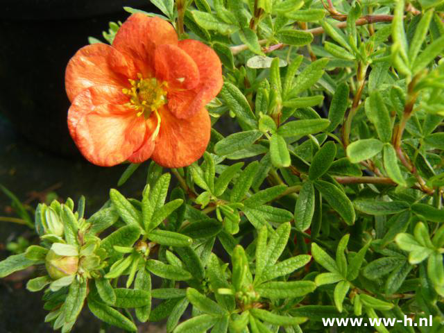 Potentilla fruticosa 'Red Ace' pot 2liter - Klik op de afbeelding om het venster te sluiten